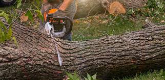 How Our Tree Care Process Works  in  Chiefland, FL