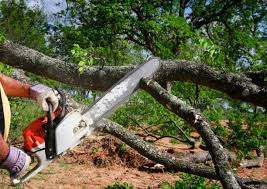 Best Tree Planting  in Chieand, FL