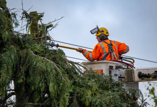 Best Tree Trimming and Pruning  in Chieand, FL