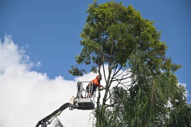 Best Root Management and Removal  in Chieand, FL