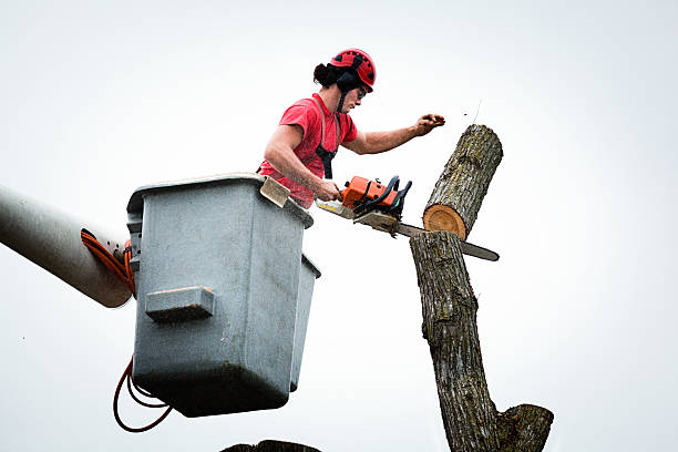 Best Tree Preservation Services  in Chieand, FL